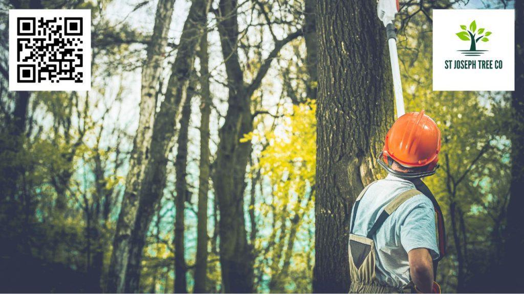 arborist examining trees